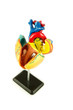 Isolated educational human heart model over white.