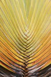 Banana stem and progression of colors. Banana stem and progression of colors.