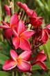 Pink frangipani flower in Thailand Pink frangipani flower in Thailand