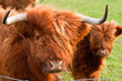 Foto: Grazing yak Grazing yak