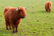 Foto: Two grazing yaks Two grazing yaks