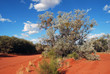 Tree in the australian bush Tree in the australian bush