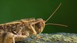 Grillo - Macro Grillo - Macro