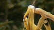 Mantide religiosa - Macro Mantide religiosa - Macro