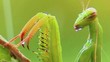 Mantide religiosa verde in slow-motion Mantide religiosa verde in slow-motion