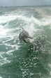 Dolphins playing