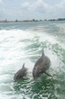 Dolphins playing