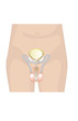 Urogenital