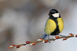 Great Tit on branch