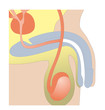 Urogenital