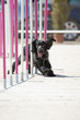 Perro Dog