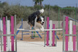 Perro Dog