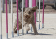 Perro Dog