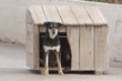 Perro Dog