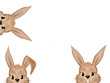 Happy rabbits