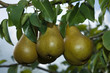 Birnenbaum