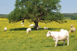 vaches charolaises au printemps