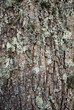 texture ecorce d'arbre lychen