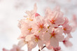 cherry blossom
