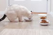 Kitty Eating Meal