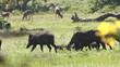 WILD BOAR