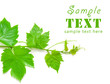 Beautiful background in the form of a young grapevine Beautiful background in the form of a young grapevine