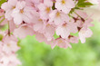 cherry blossom