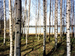 Birch trees