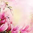 Spring magnolia flowers border
