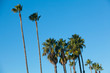 Palm Trees with Blue Sky