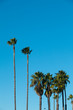 Palm Trees with Blue Sky