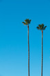 Palm Trees a Blue Sky