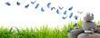 Très beaux papillons bleus volant au-dessus de rochers
