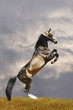 horse rears