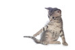 Sweet little Cats