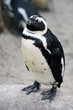 Foto: Brillenpinguin (Spheniscus demersus) Brillenpinguin (Spheniscus demersus)