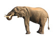 elephant drinking isolated
