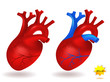 Human heart model