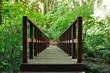 wooden walkway in the forest at Doi Inthanon.national park wooden walkway in the forest at Doi Inthanon.national park