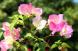 Bougainvillea flowers