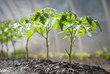 gruwth seedling tomato gruwth seedling tomato