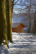Goldener Kopf 013
