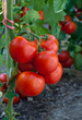 ripe tomato ripe tomato