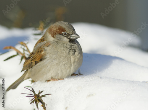 Photo: House Sparrow House Sparrow