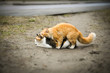 Two cats having sex act Two cats having sex act