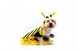 Bright Eyed Bumble Bee
