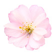 Freigestellte Nahaufnahme einer Kirschblüte