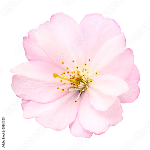 Photo: Freigestellte Nahaufnahme einer Kirschblüte Freigestellte Nahaufnahme einer Kirschblüte