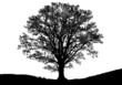 Baum - Umrisse