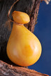 Provoletta, queso típico de Cerdeña